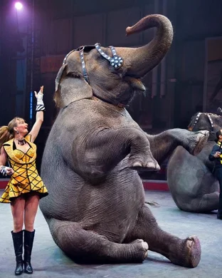 Circus Golden Star