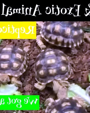 Repticon Reptile and Exotic Animal Show event